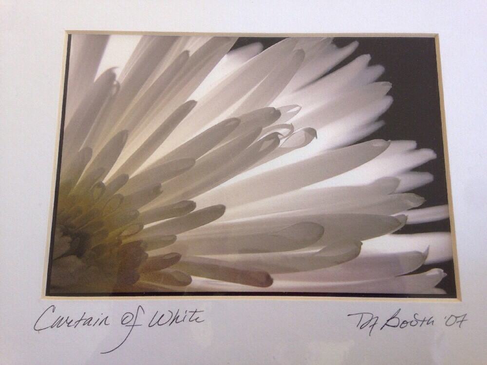 Modern Abstract White Daisy Flower Floral Digital Drawing Print Matted Deb Booth